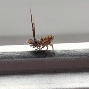 Fulgoroidea sp. (superfamily) at Aranda, ACT - 11 Apr 2021