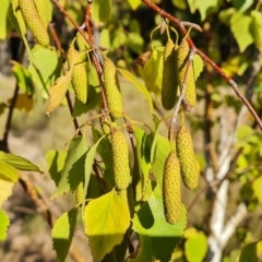 Betula pendula (Silver Birch) at Isaacs, ACT - 11 Apr 2021 by Mike