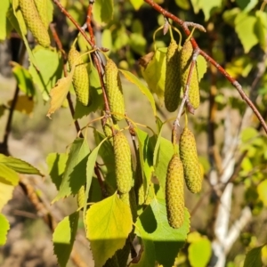 Betula pendula at Isaacs, ACT - 11 Apr 2021