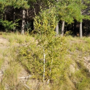 Betula pendula at Isaacs, ACT - 11 Apr 2021 03:59 PM