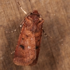 Agrotis porphyricollis (Variable Cutworm) at Melba, ACT - 6 Apr 2021 by kasiaaus