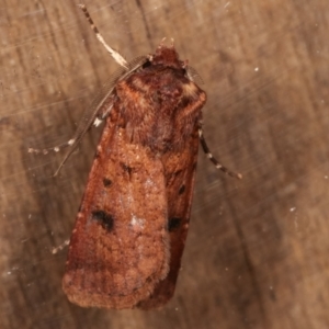 Agrotis porphyricollis at Melba, ACT - 6 Apr 2021