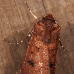 Agrotis porphyricollis at Melba, ACT - 6 Apr 2021