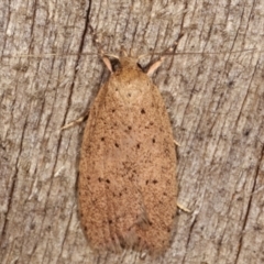 Garrha repandula (a Concealer Moth) at Melba, ACT - 5 Apr 2021 by kasiaaus