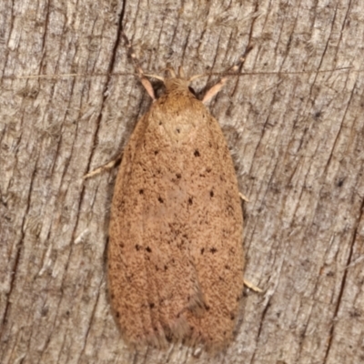 Garrha repandula (a Concealer Moth) at Melba, ACT - 6 Apr 2021 by kasiaaus