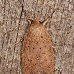 Garrha repandula at Melba, ACT - 6 Apr 2021 12:19 AM