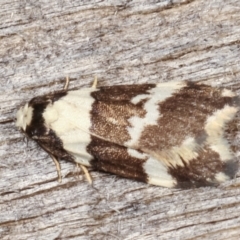 Halone sejuncta at Melba, ACT - 6 Apr 2021 12:31 AM