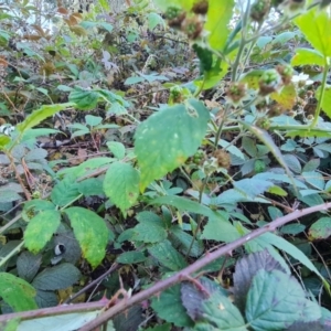 Rubus anglocandicans at Jerrabomberra, ACT - 11 Apr 2021