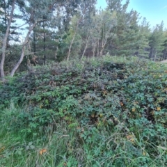 Rubus anglocandicans at Jerrabomberra, ACT - 11 Apr 2021 04:51 PM