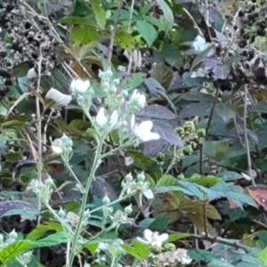 Rubus anglocandicans at Jerrabomberra, ACT - 11 Apr 2021