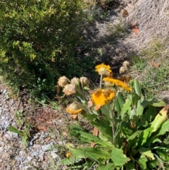 Chrysolarentia cataphaea at Kosciuszko National Park - 20 Feb 2020