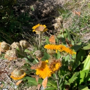 Chrysolarentia cataphaea at Kosciuszko National Park - 20 Feb 2020