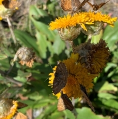 Chrysolarentia cataphaea at Kosciuszko National Park - 20 Feb 2020