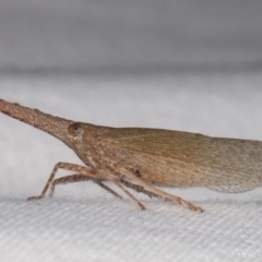 Rentinus dilatatus (Fulgorid planthopper) at Melba, ACT - 6 Apr 2021 by kasiaaus