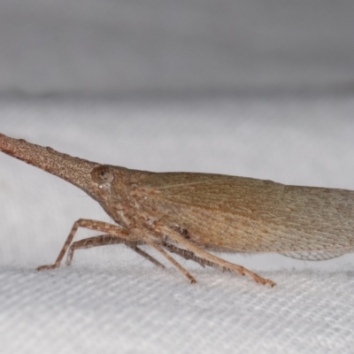Rentinus dilatatus (Fulgorid planthopper) at Melba, ACT - 5 Apr 2021 by kasiaaus