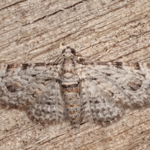 Chloroclystis insigillata at Melba, ACT - 6 Apr 2021 12:21 AM