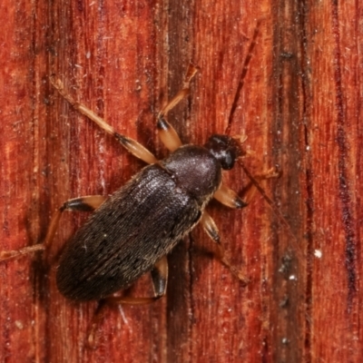 Homotrysis sp. (genus) (Darkling beetle) at Melba, ACT - 6 Apr 2021 by kasiaaus