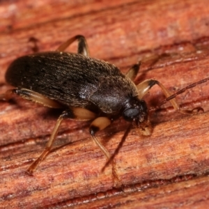 Homotrysis sp. (genus) at Melba, ACT - 6 Apr 2021