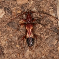 Coptocercus aberrans (Aberrans longhorn beetle) at Melba, ACT - 6 Apr 2021 by kasiaaus