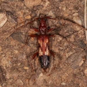 Coptocercus aberrans at Melba, ACT - 6 Apr 2021