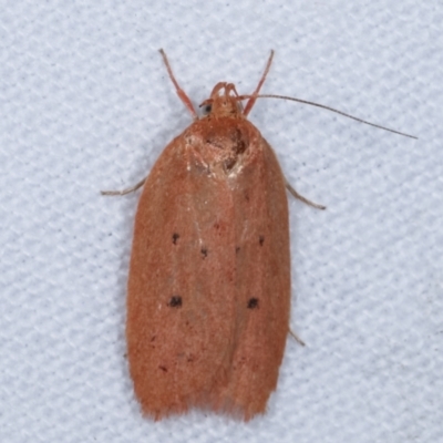 Garrha pudica (Modest Dullmoth) at Flynn, ACT - 5 Apr 2021 by kasiaaus