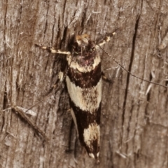 Macrobathra desmotoma ( A Cosmet moth) at Melba, ACT - 6 Apr 2021 by kasiaaus