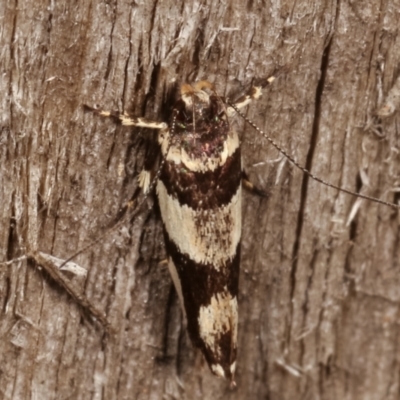 Macrobathra desmotoma ( A Cosmet moth) at Melba, ACT - 6 Apr 2021 by kasiaaus