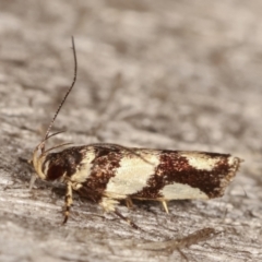 Macrobathra desmotoma at Melba, ACT - 6 Apr 2021