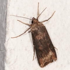 Agrotis ipsilon (Agrotis ipsilon) at Melba, ACT - 6 Apr 2021 by kasiaaus