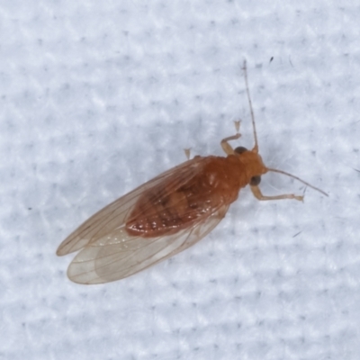 Psyllidae sp. (family) (Unidentified psyllid or lerp insect) at Melba, ACT - 4 Apr 2021 by kasiaaus