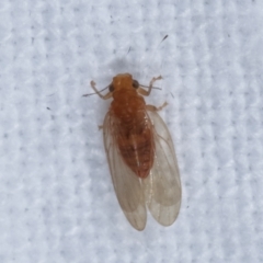 Psyllidae sp. (family) at Melba, ACT - 4 Apr 2021 09:12 PM