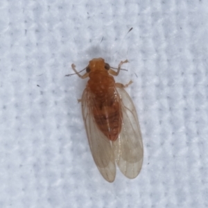 Psyllidae sp. (family) at Melba, ACT - 4 Apr 2021 09:12 PM