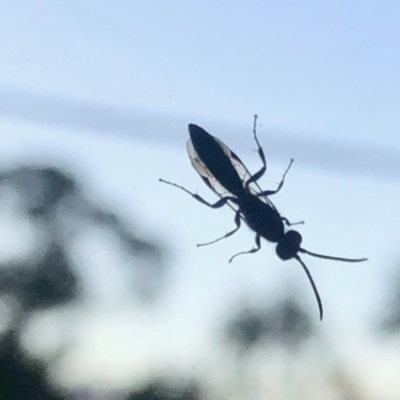 Unverified Spider wasp (Pompilidae) at Aranda, ACT - 11 Apr 2021 by KMcCue