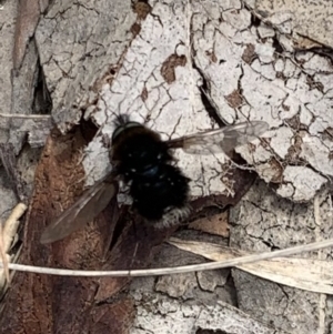 Bombyliidae (family) at Booth, ACT - 4 Feb 2021