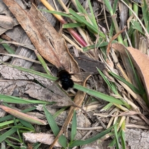 Bombyliidae (family) at Booth, ACT - 4 Feb 2021