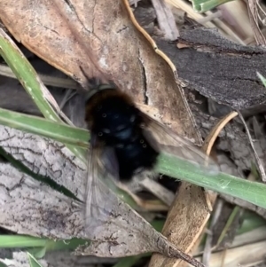 Bombyliidae (family) at Booth, ACT - 4 Feb 2021