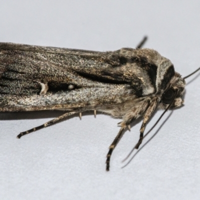Proteuxoa undescribed species near paragypsa (A Noctuid moth) at Googong, NSW - 11 Apr 2021 by WHall