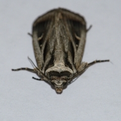 Proteuxoa undescribed species near paragypsa at Googong, NSW - 11 Apr 2021