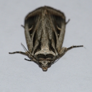 Proteuxoa undescribed species near paragypsa at Googong, NSW - 11 Apr 2021