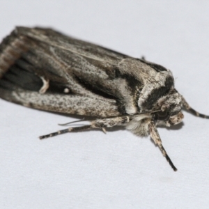 Proteuxoa undescribed species near paragypsa at Googong, NSW - 11 Apr 2021