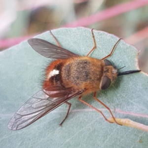 Sisyromyia sp. (genus) at Cotter River, ACT - 11 Apr 2021