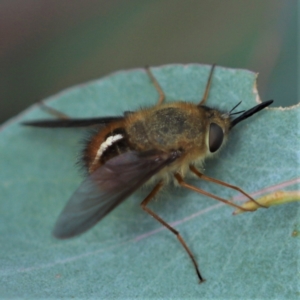 Sisyromyia sp. (genus) at Cotter River, ACT - 11 Apr 2021