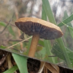 zz agaric (stem; gills not white/cream) at Cook, ACT - 10 Feb 2021 08:45 AM