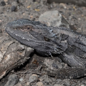 Pogona barbata at Acton, ACT - suppressed