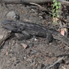 Pogona barbata at Acton, ACT - suppressed