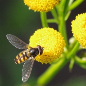 Melangyna viridiceps at Pearce, ACT - 2 Apr 2021