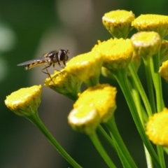 Melangyna viridiceps at Pearce, ACT - 2 Apr 2021