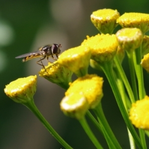 Melangyna viridiceps at Pearce, ACT - 2 Apr 2021