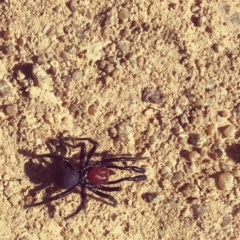 Missulena sp. (genus) (Mouse spider) at Chapman, ACT - 11 Apr 2021 by Teenz