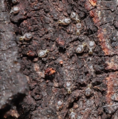 Myopsocus sp. (genus) (A Bark Louse) at ANBG - 11 Apr 2021 by TimL